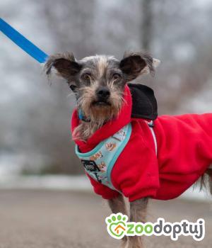 Do adopcji Gdańsk