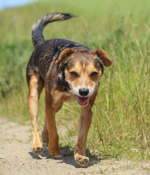 Do adopcji Gdańsk