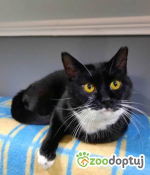 Do adopcji Gdynia