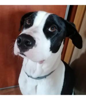 Do adopcji Jaworzyna Śląska