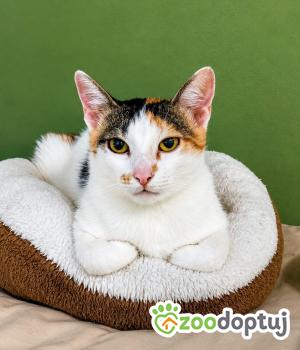 Do adopcji Wrocław
