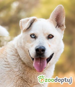 Do adopcji Warszawa