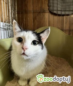 Do adopcji Poznań