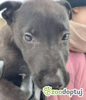 Do adopcji Mielec