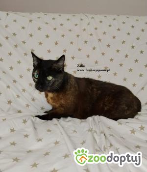 Do adopcji Nowy Dwór Mazowiecki
