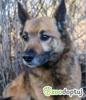 Do adopcji Września