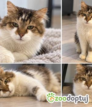 Do adopcji Kraków