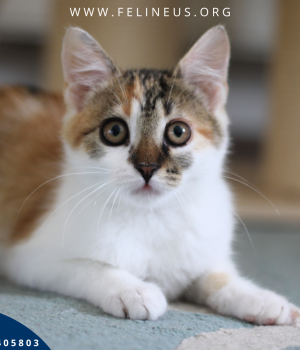 Do adopcji Rzeszów