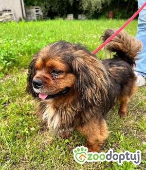 Do adopcji Mielec