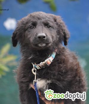 Do adopcji Nowy Dwór Mazowiecki