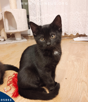 Do adopcji Rzeszów