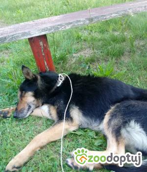 Do adopcji Rzeszów