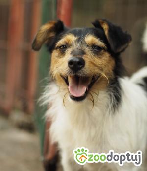 Do adopcji Warszawa