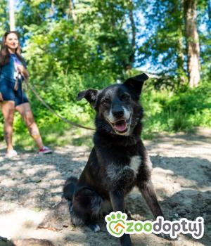 Do adopcji Płock
