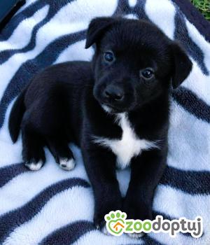 Do adopcji Kłobuck