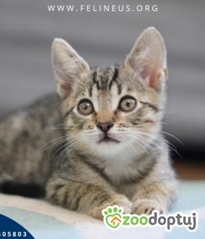 Do adopcji Rzeszów