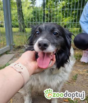 Do adopcji Września