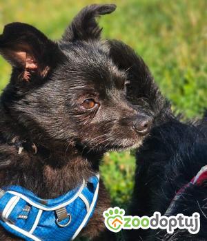 Do adopcji Stalowa Wola