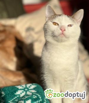 Do adopcji Poznań