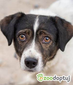 Do adopcji Warszawa