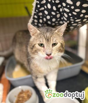 Do adopcji Głowno