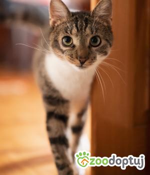 Do adopcji Wrocław
