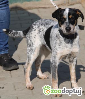 Do adopcji Nowy Dwór Mazowiecki