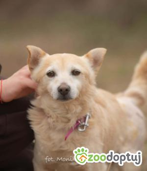 Do adopcji Myślenice