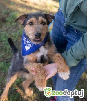 Do adopcji Poznań