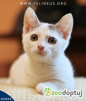Do adopcji Rzeszów