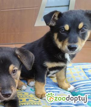 Do adopcji Radziejów