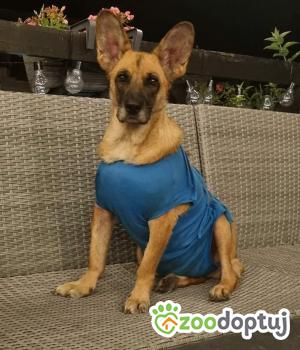 Do adopcji Warszawa