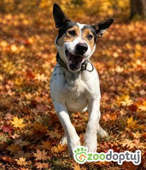 Do adopcji Zgierz