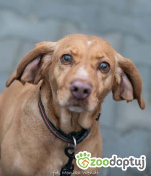 Do adopcji Myślenice