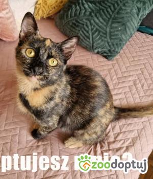Do adopcji Toruń