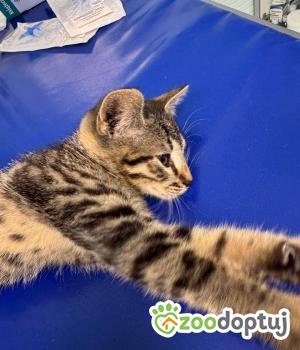 Do adopcji Zgierz