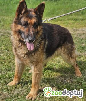 Do adopcji Zgierz