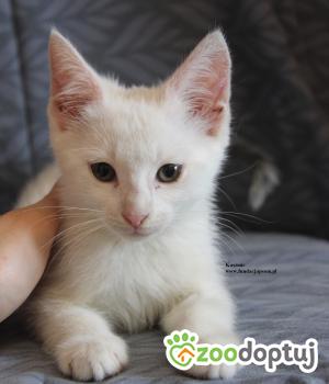 Do adopcji Nowy Dwór Mazowiecki