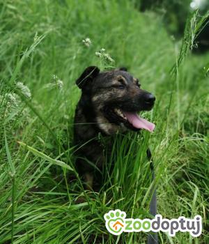 Do adopcji Rzeszów