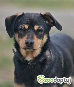 Do adopcji Mielec