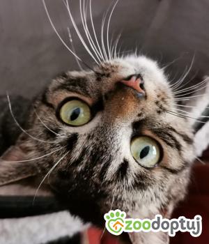 Do adopcji Poznań