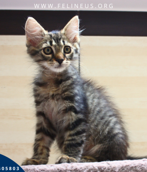 Do adopcji Rzeszów