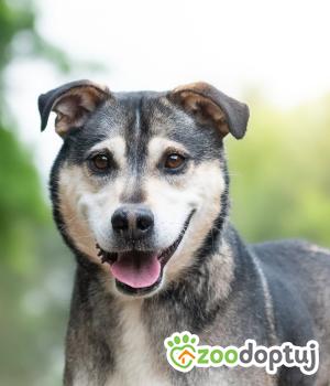 Do adopcji Warszawa