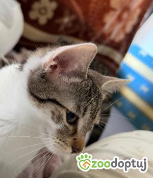Do adopcji Cieszyn