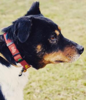 Do adopcji Mielec