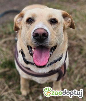 Do adopcji Stalowa Wola