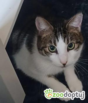 Do adopcji Gdańsk