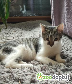 Do adopcji Myślenice