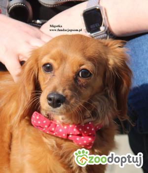 Do adopcji Nowy Dwór Mazowiecki