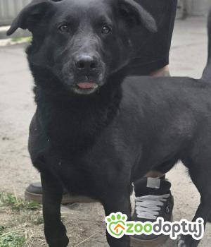 Do adopcji Zgierz